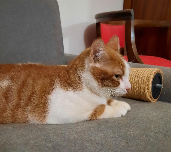 Mirtillo micio di 4 anni Foto 2